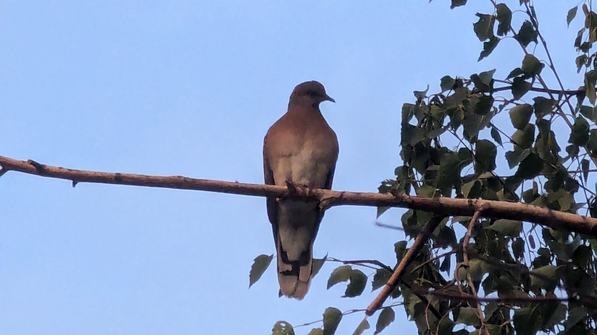 Oriental Turtle-Dove - ML622609380