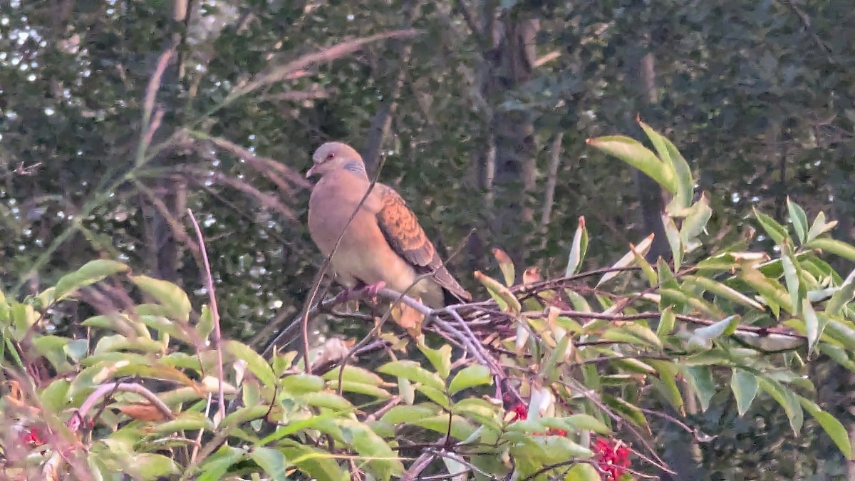 Oriental Turtle-Dove - ML622609383