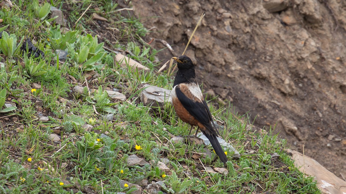 White-backed Thrush - ML622609387