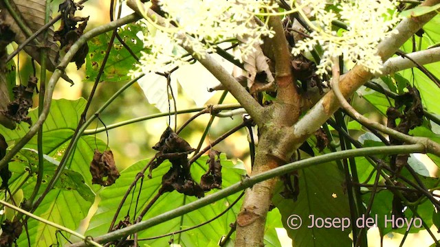 Lined Antshrike - ML622609394