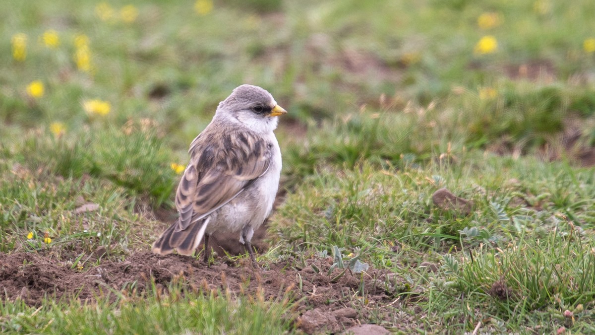 White-rumped Snowfinch - ML622609427