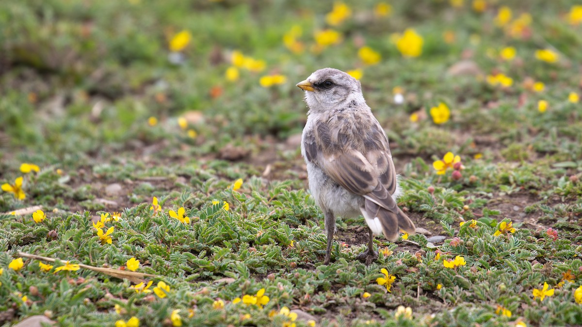 White-rumped Snowfinch - ML622609436