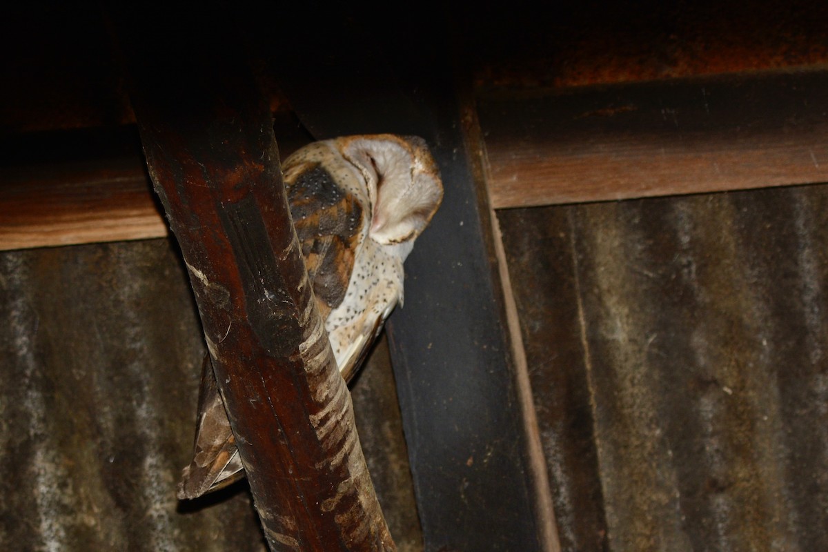 Western Barn Owl (African) - ML622609454