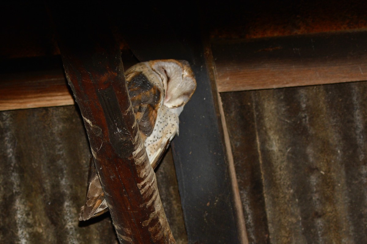 Barn Owl (African) - ML622609454