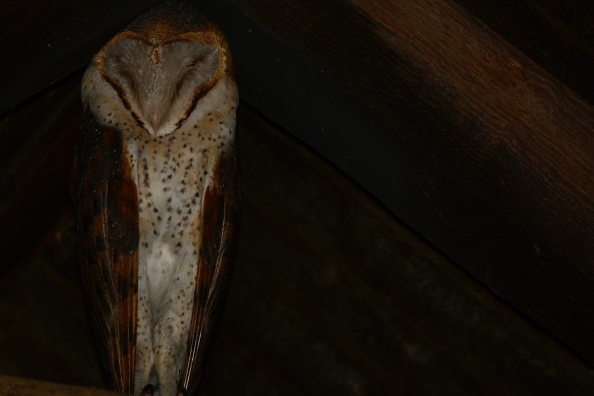 Western Barn Owl (African) - ML622609455