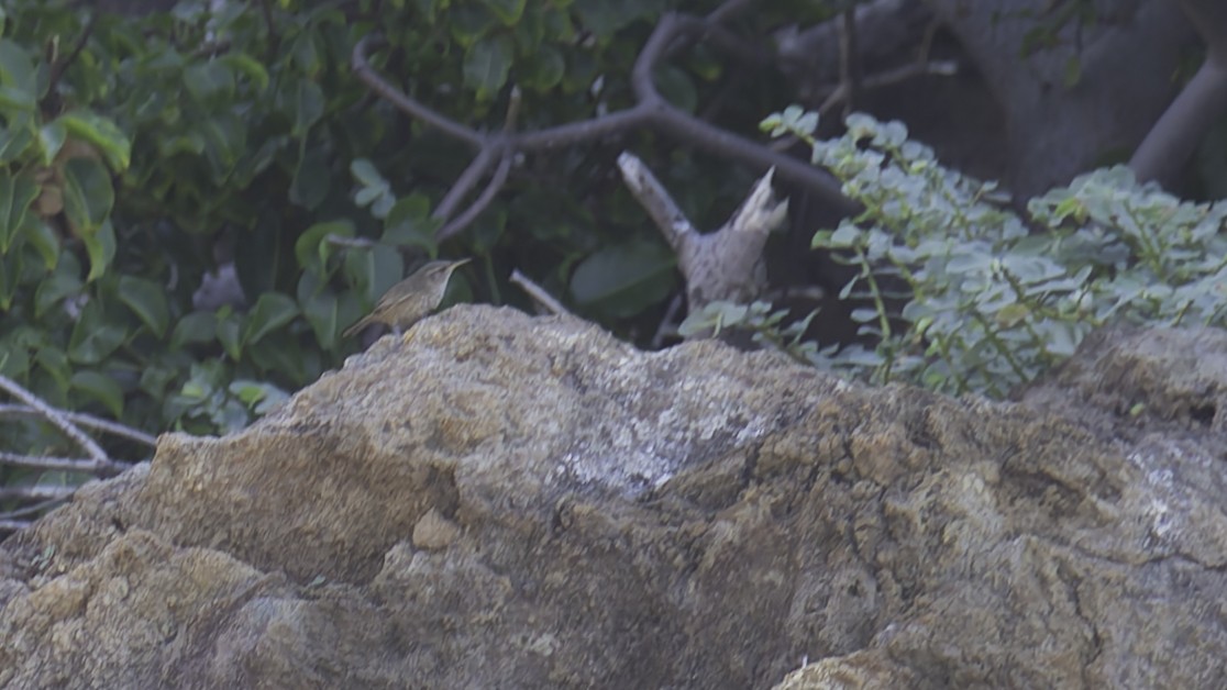 Socorro Wren - ML622609468