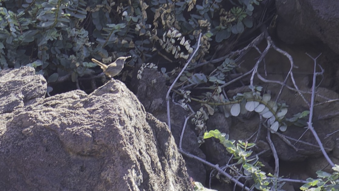Socorro Wren - ML622609469
