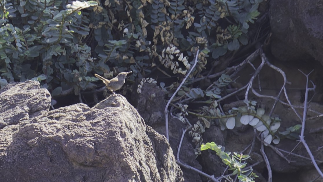 Socorro Wren - ML622609470