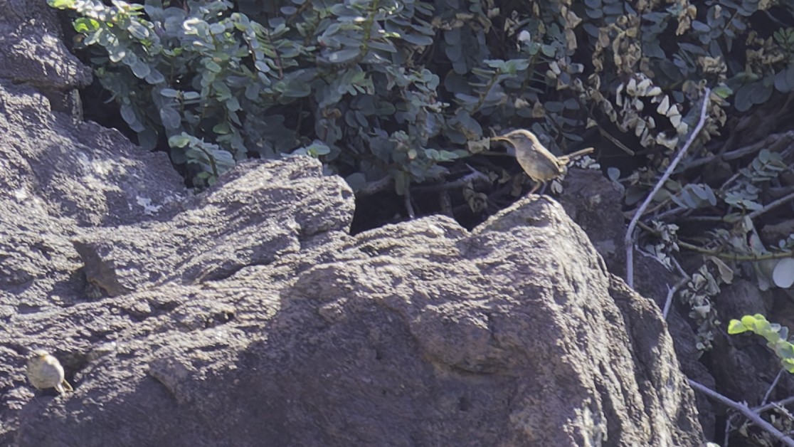 Socorro Wren - ML622609472