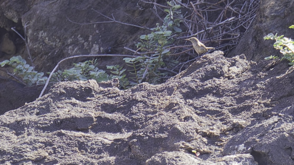 Socorro Wren - ML622609476