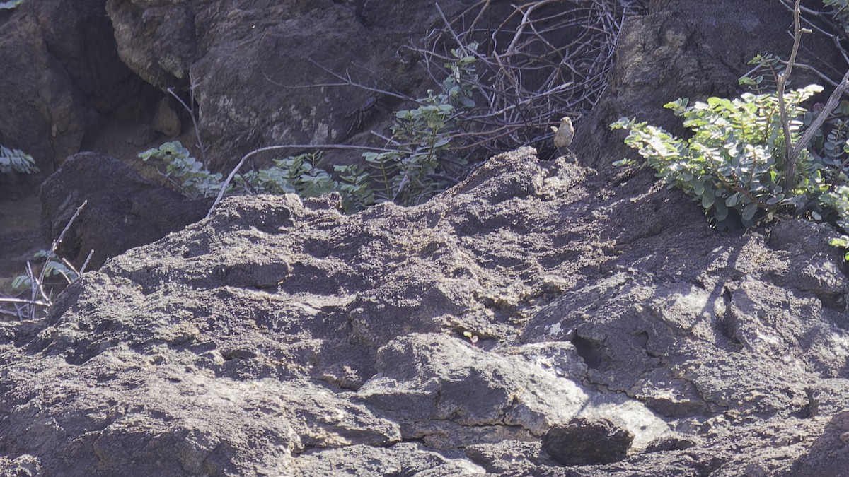 Socorro Wren - ML622609480