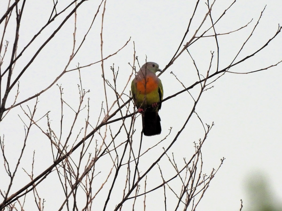 Pink-necked Green-Pigeon - ML622609489