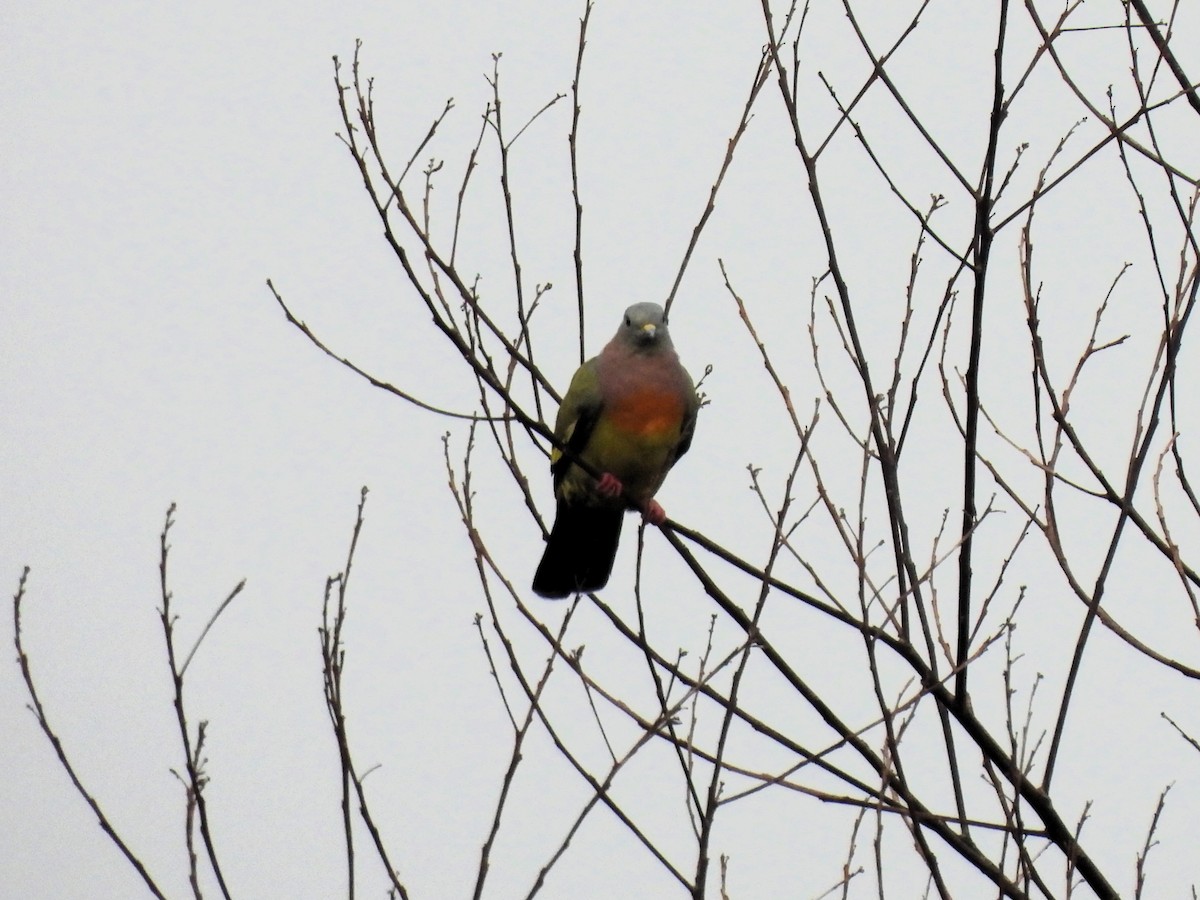 Pink-necked Green-Pigeon - ML622609492