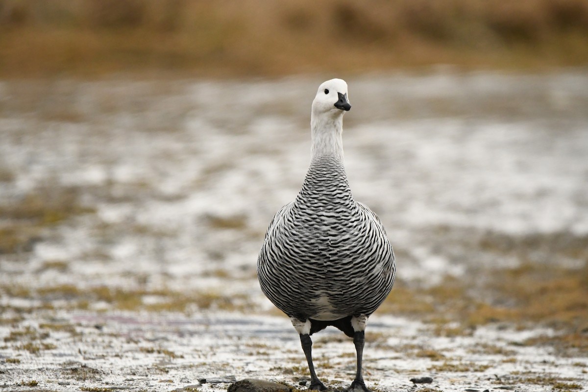 Upland Goose - ML622609503