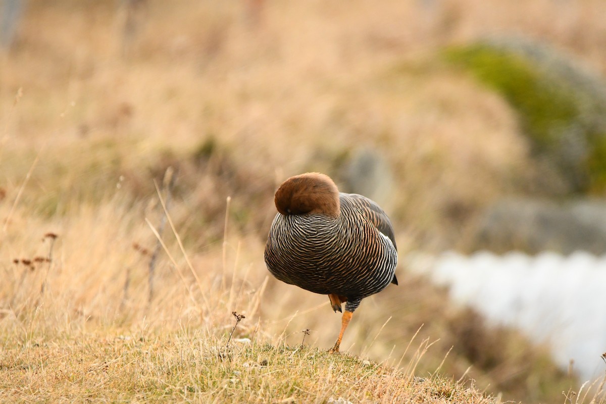 Upland Goose - ML622609505