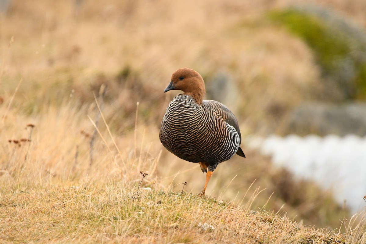 Upland Goose - ML622609506