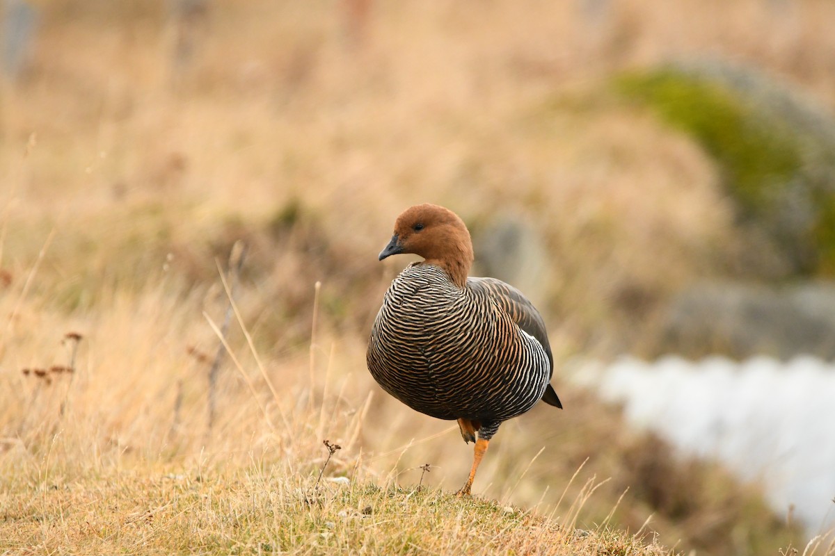 Upland Goose - ML622609507