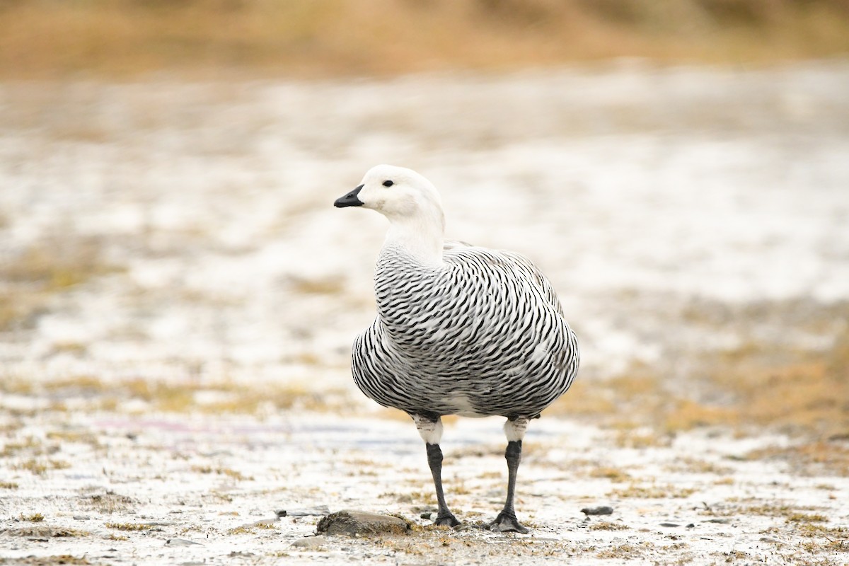 Upland Goose - ML622609508