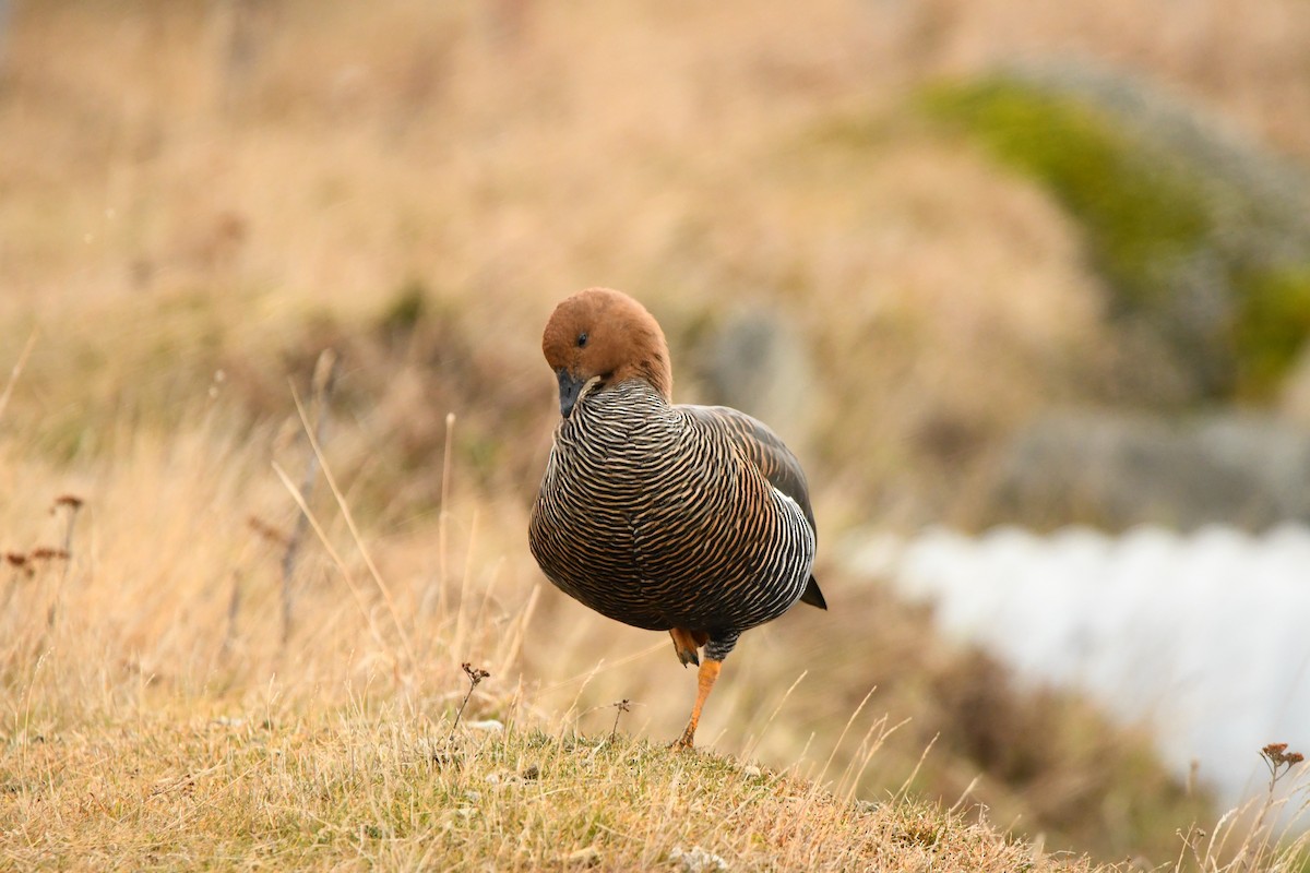 Upland Goose - ML622609509