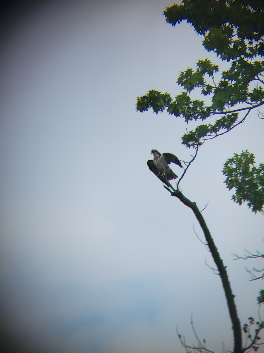 Osprey (American) - ML622609519