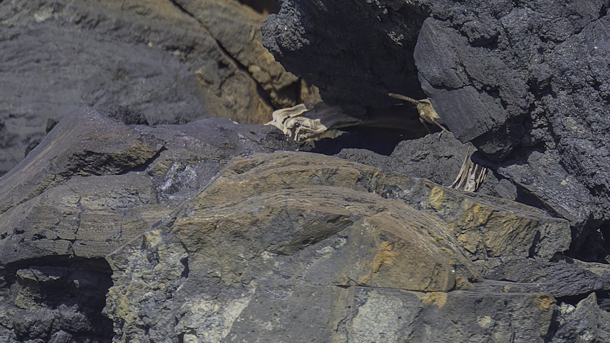 Socorro Wren - ML622609538