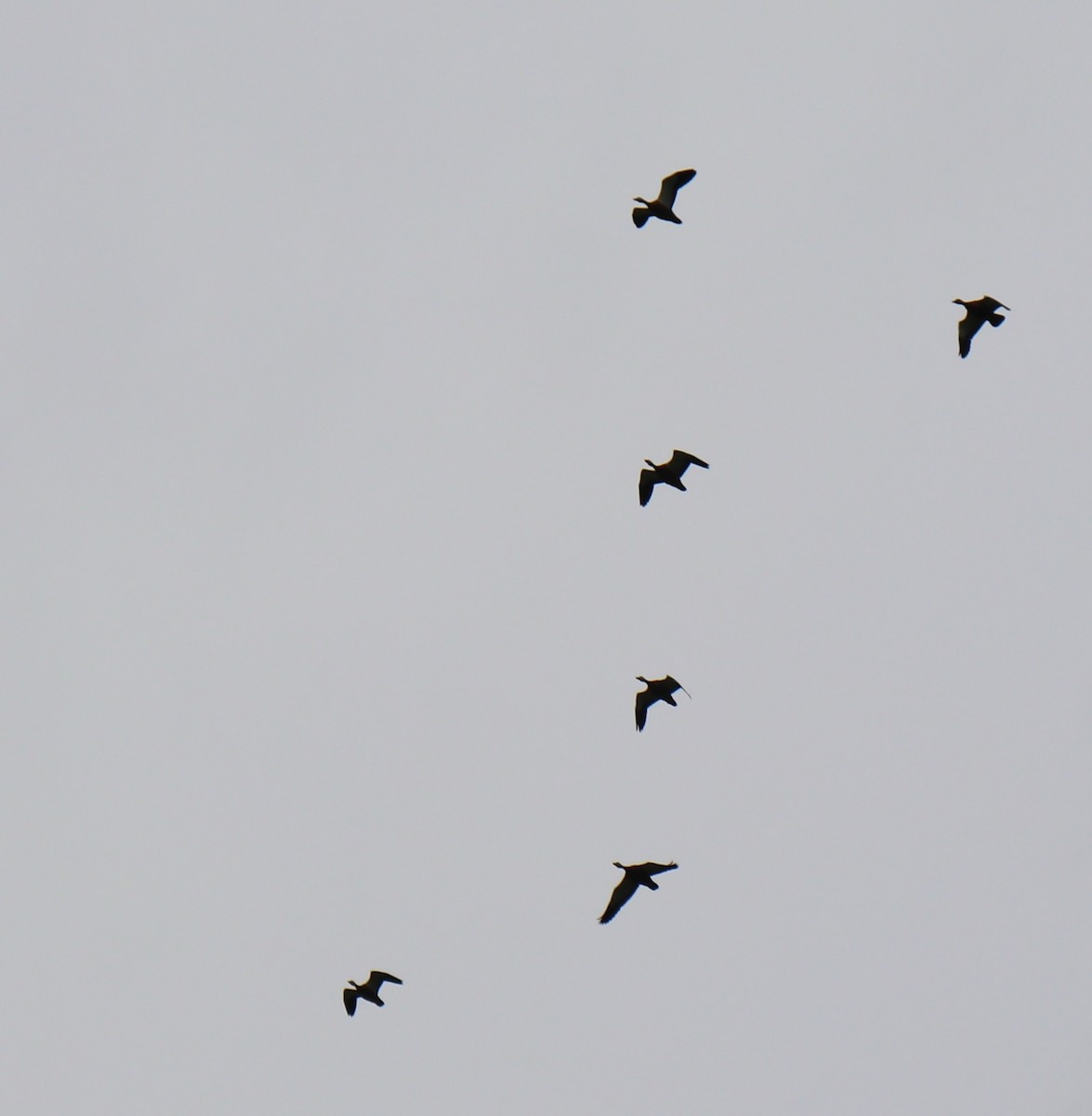 Ruddy Shelduck - ML622609561