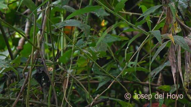 Lined Antshrike - ML622609564