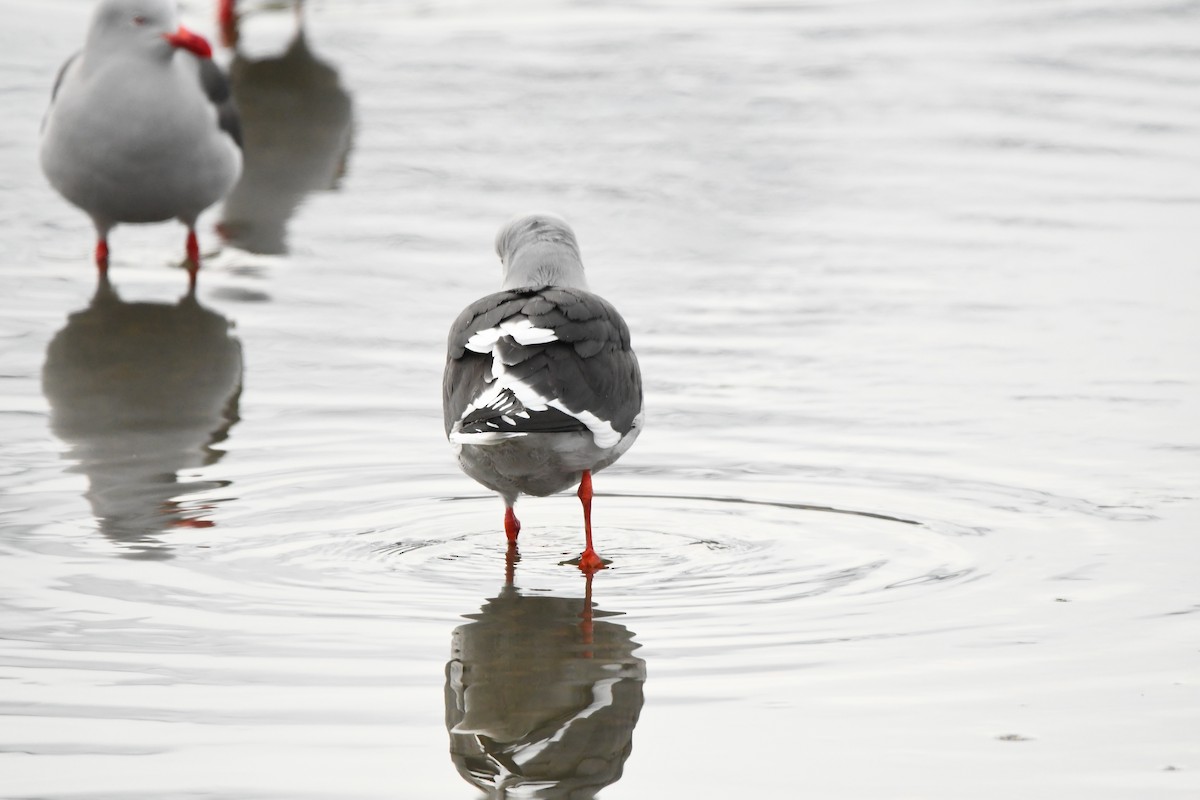 Dolphin Gull - ML622609614