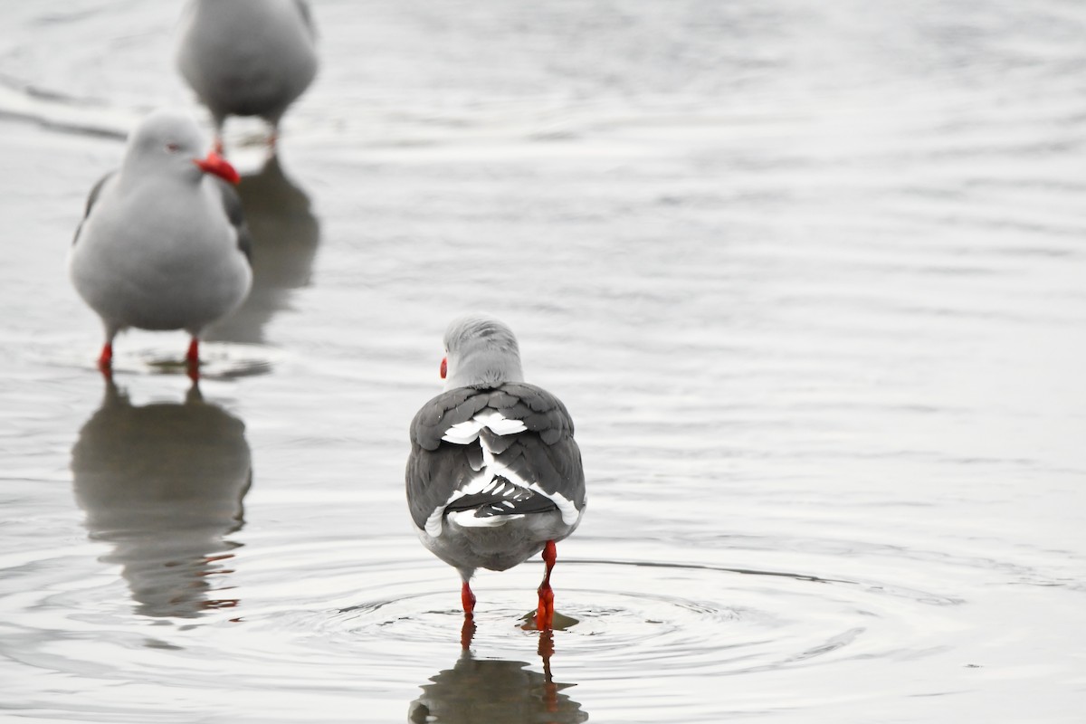 Dolphin Gull - ML622609615