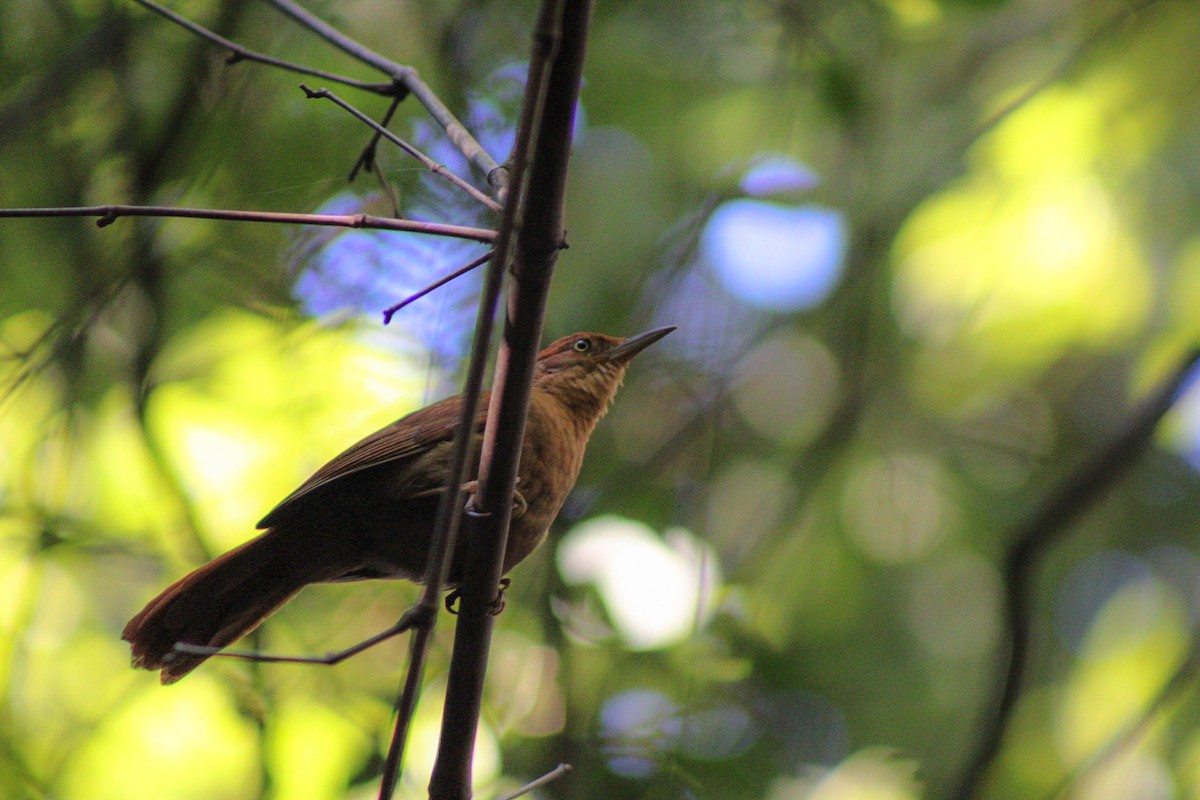 Chestnut-capped Foliage-gleaner - ML622609632