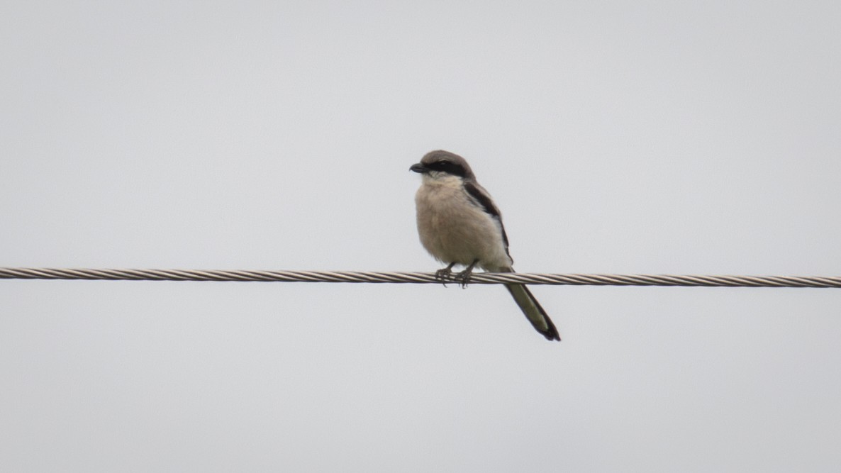 Giant Shrike - ML622609646