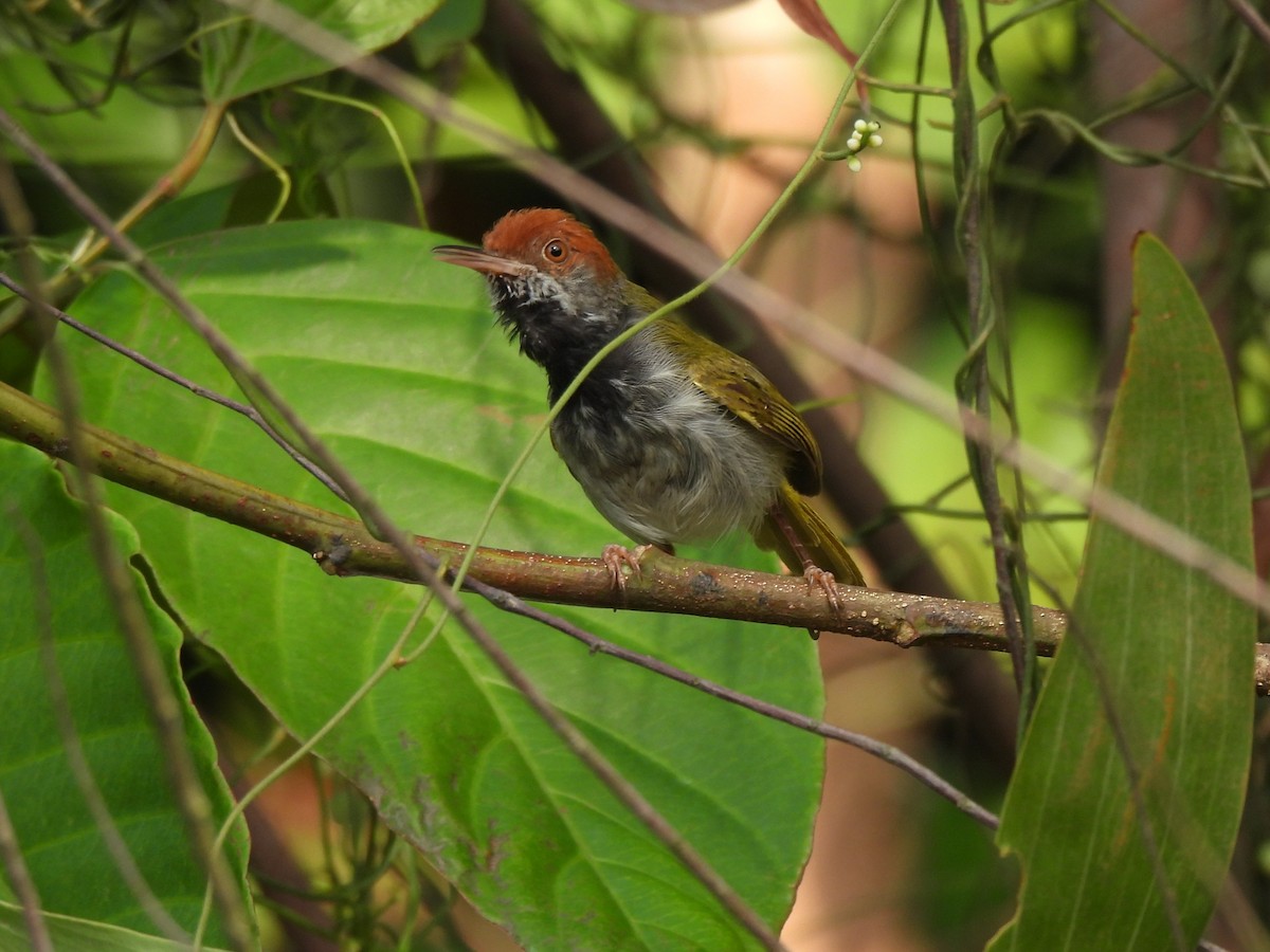 Dunkelkehl-Schneidervogel - ML622609670