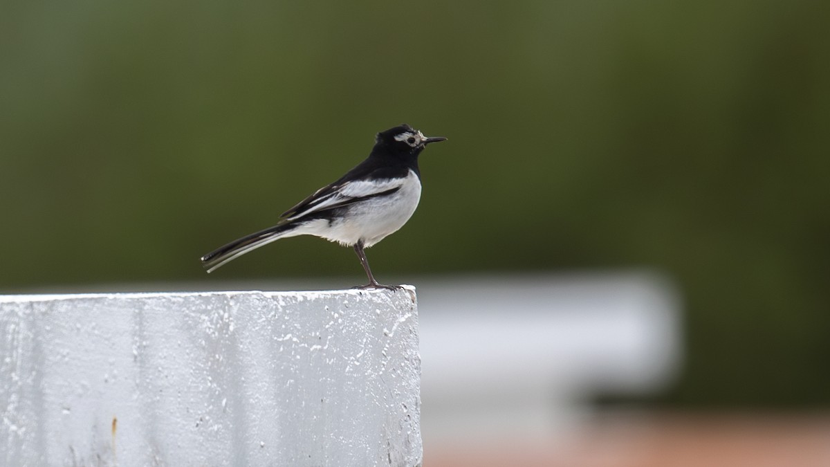 White Wagtail (Hodgson's) - ML622609671