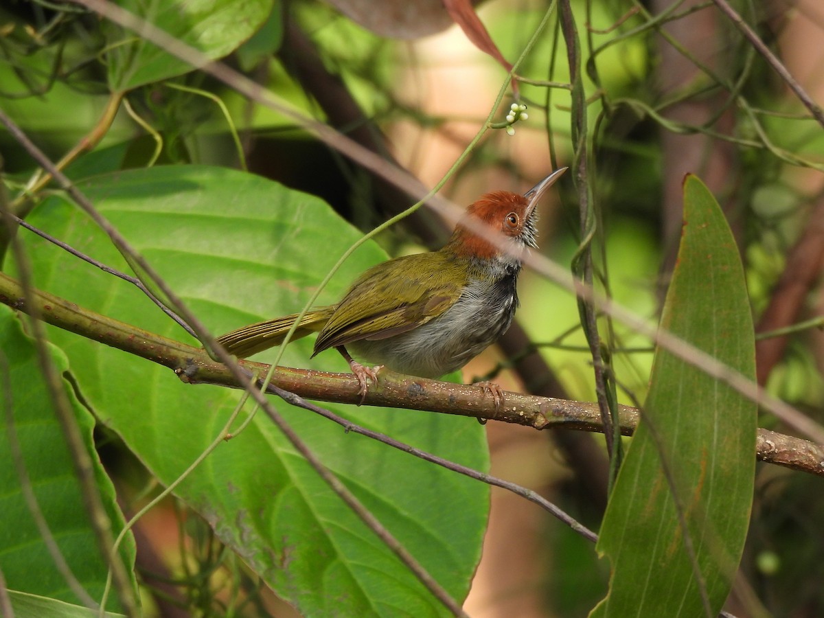 Dunkelkehl-Schneidervogel - ML622609675