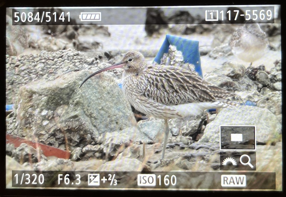 Eurasian Curlew - ML622609709