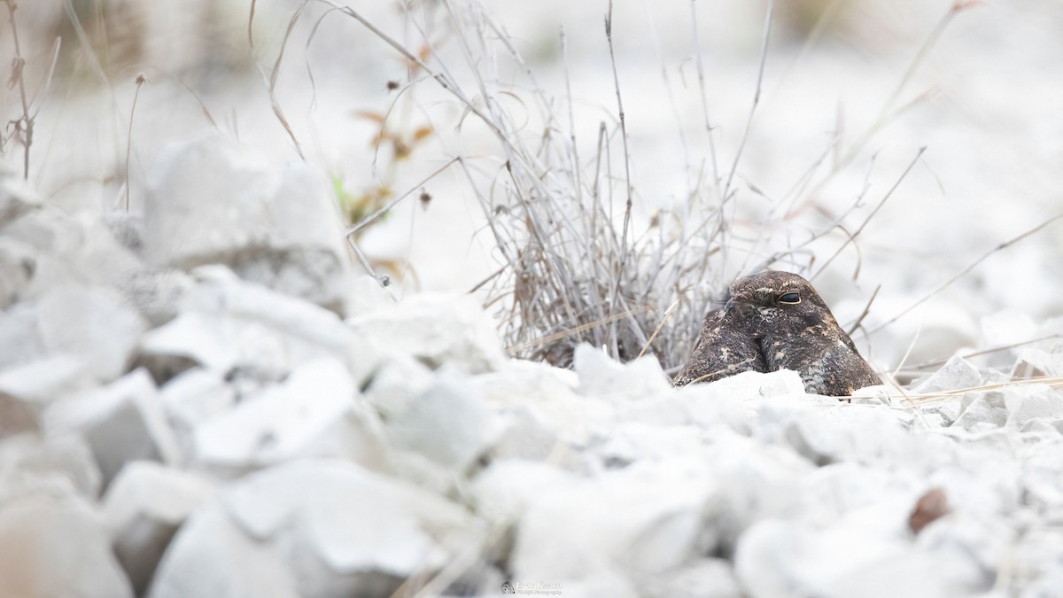 Savanna Nightjar - ML622609712