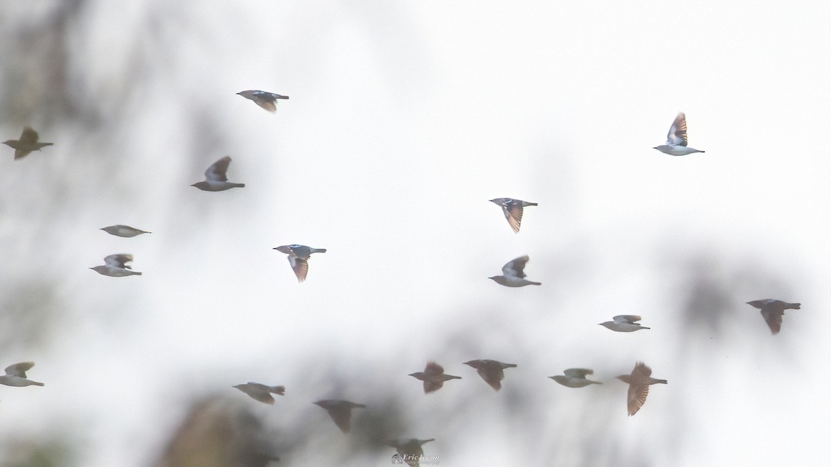 Daurian Starling - ML622609750