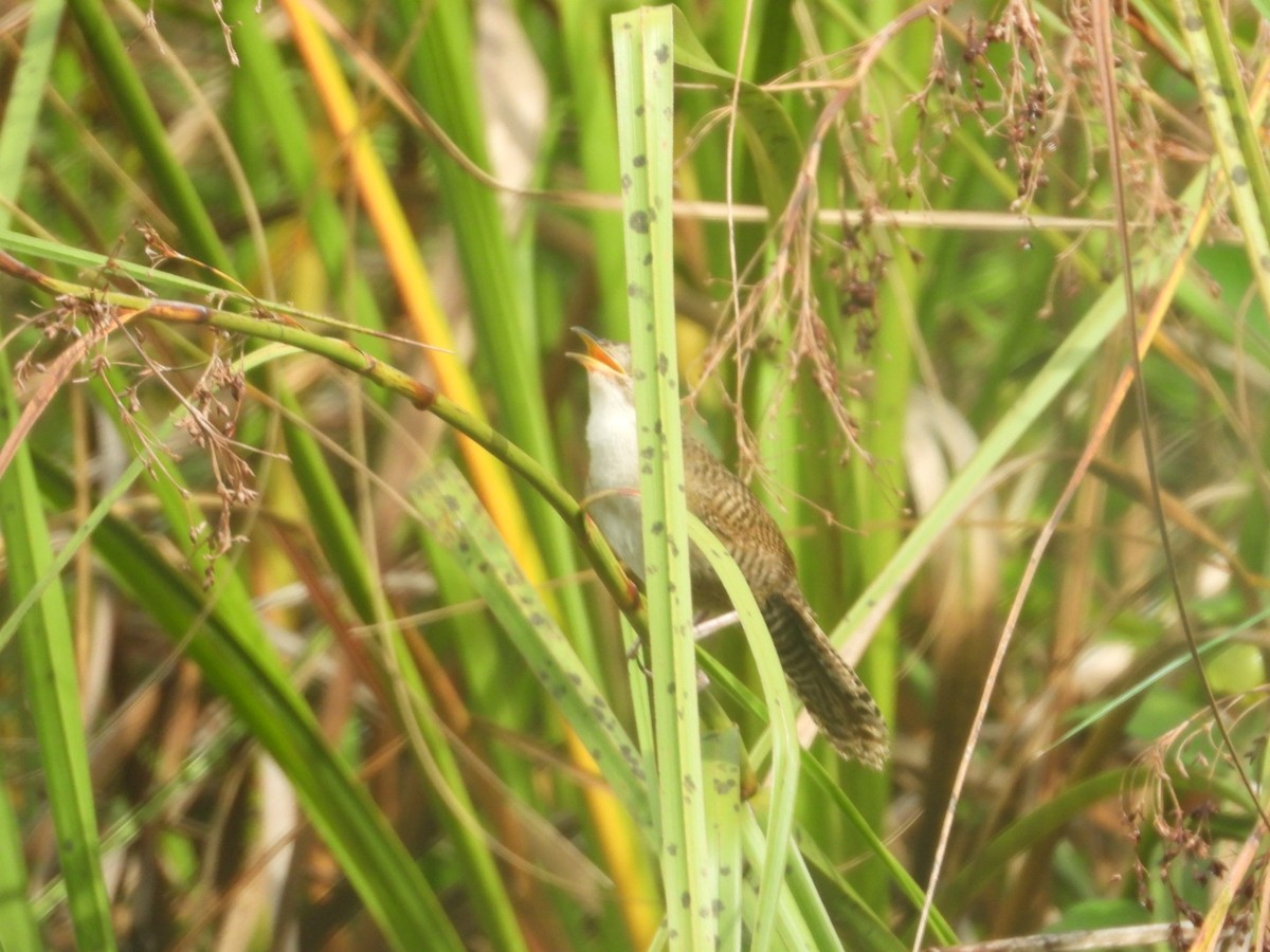 Zapata Wren - ML622609762