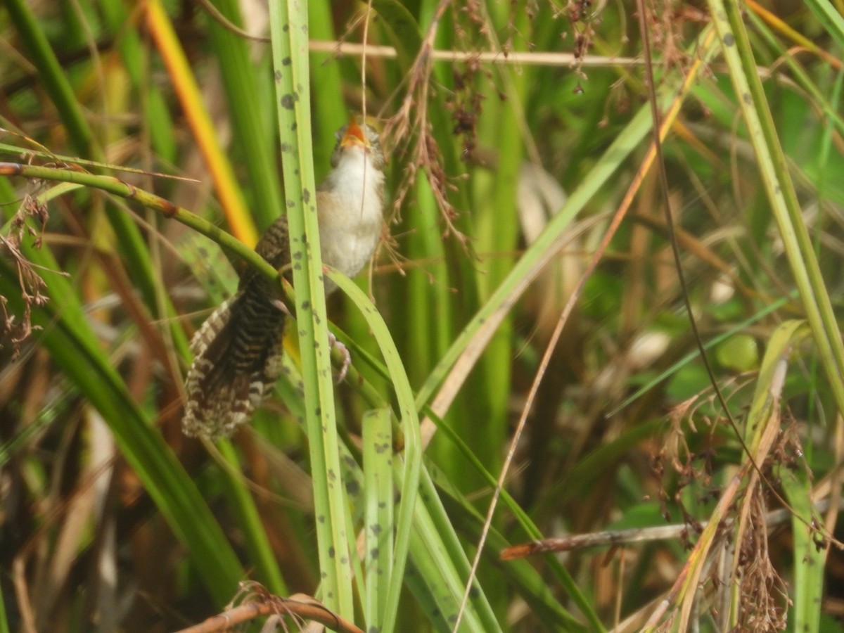 Zapata Wren - ML622609763