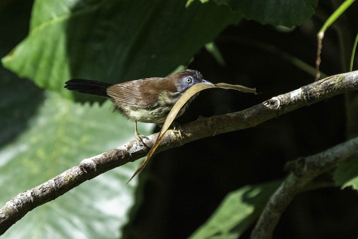 Bold-striped Tit-Babbler - ML622609771