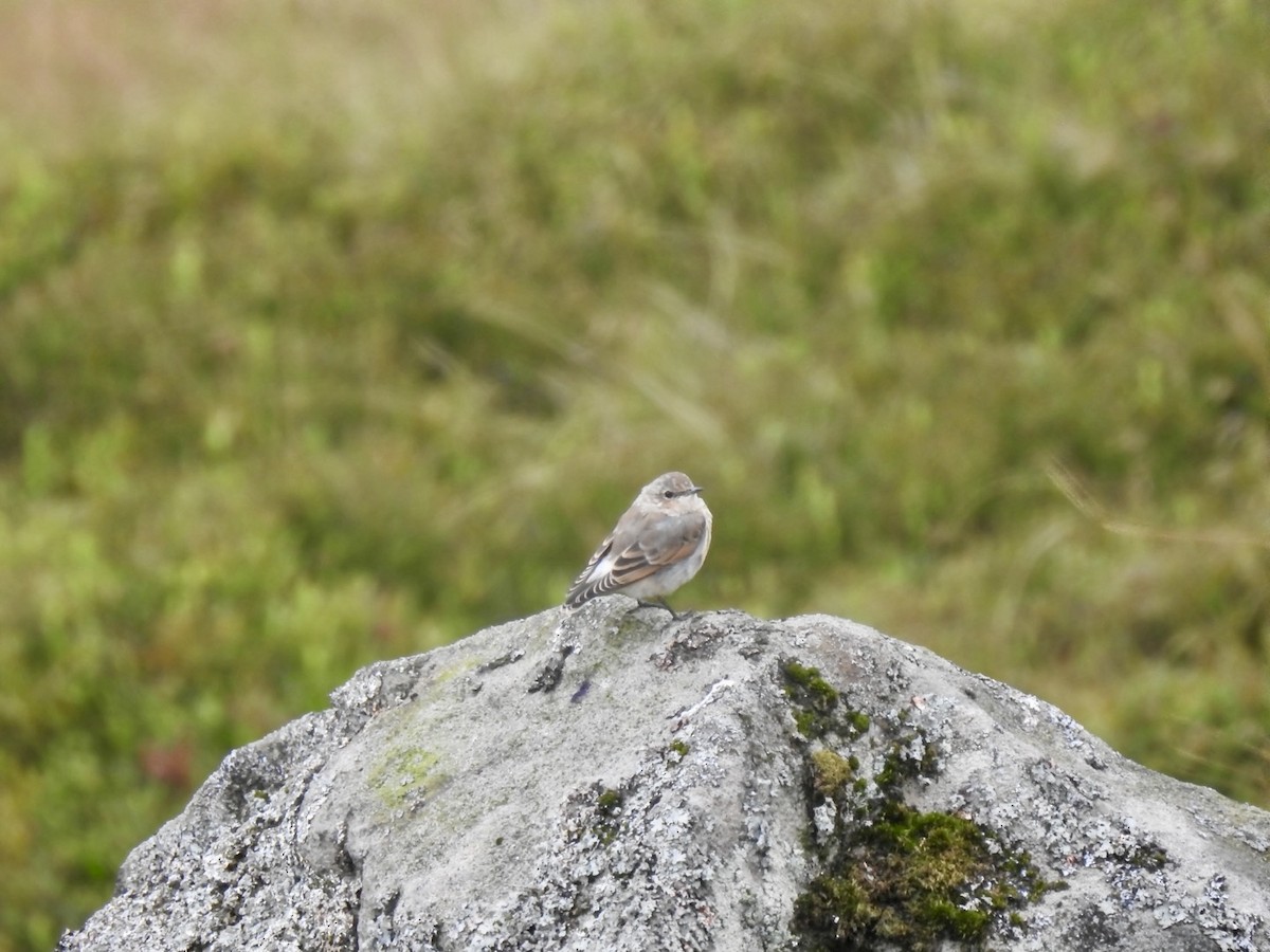 Northern Wheatear (Eurasian) - ML622609823