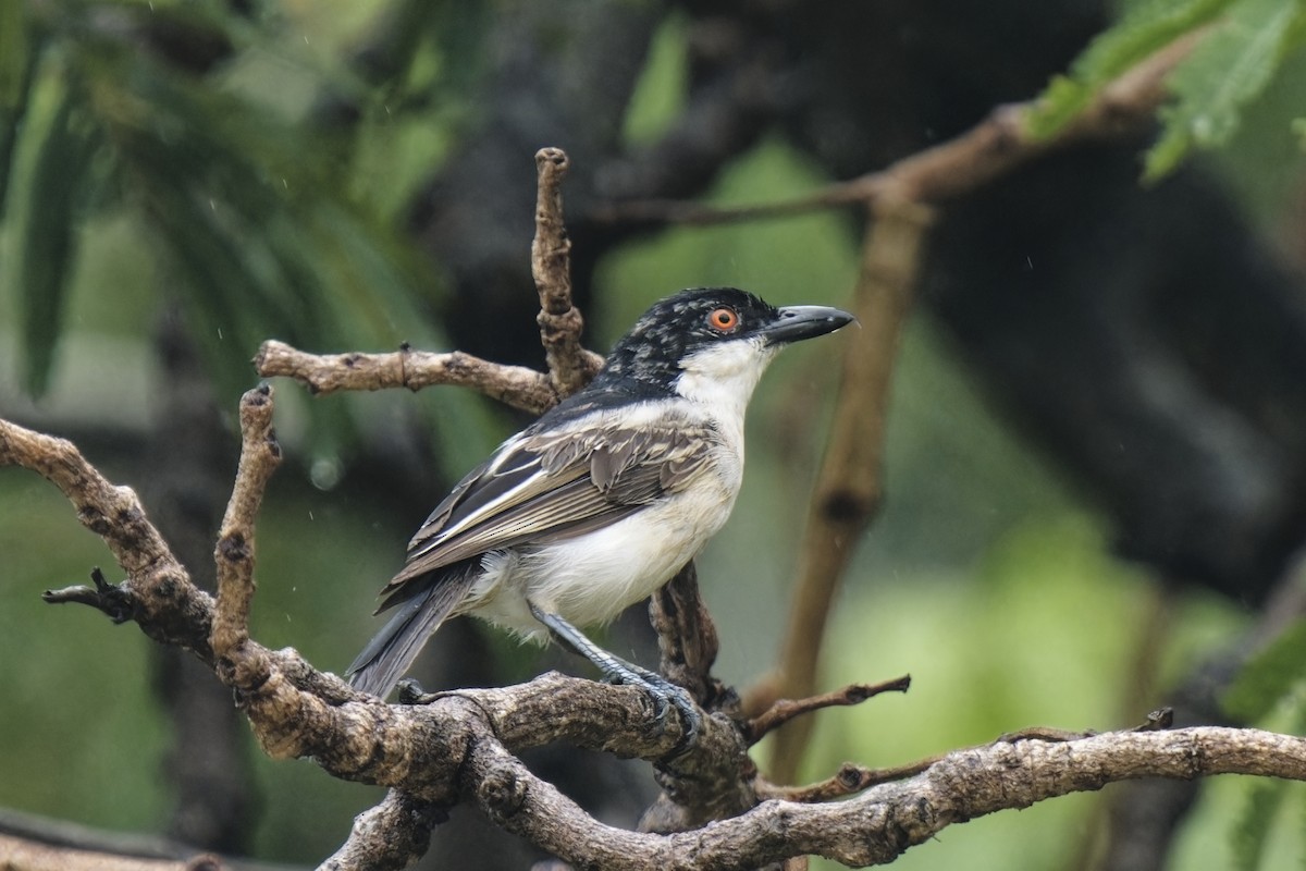 Northern Puffback - ML622609848