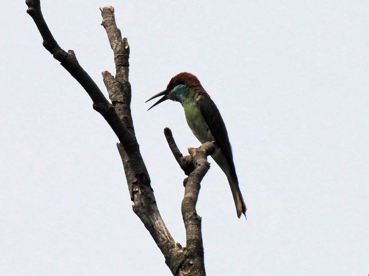 Blue-throated Bee-eater - ML622609920