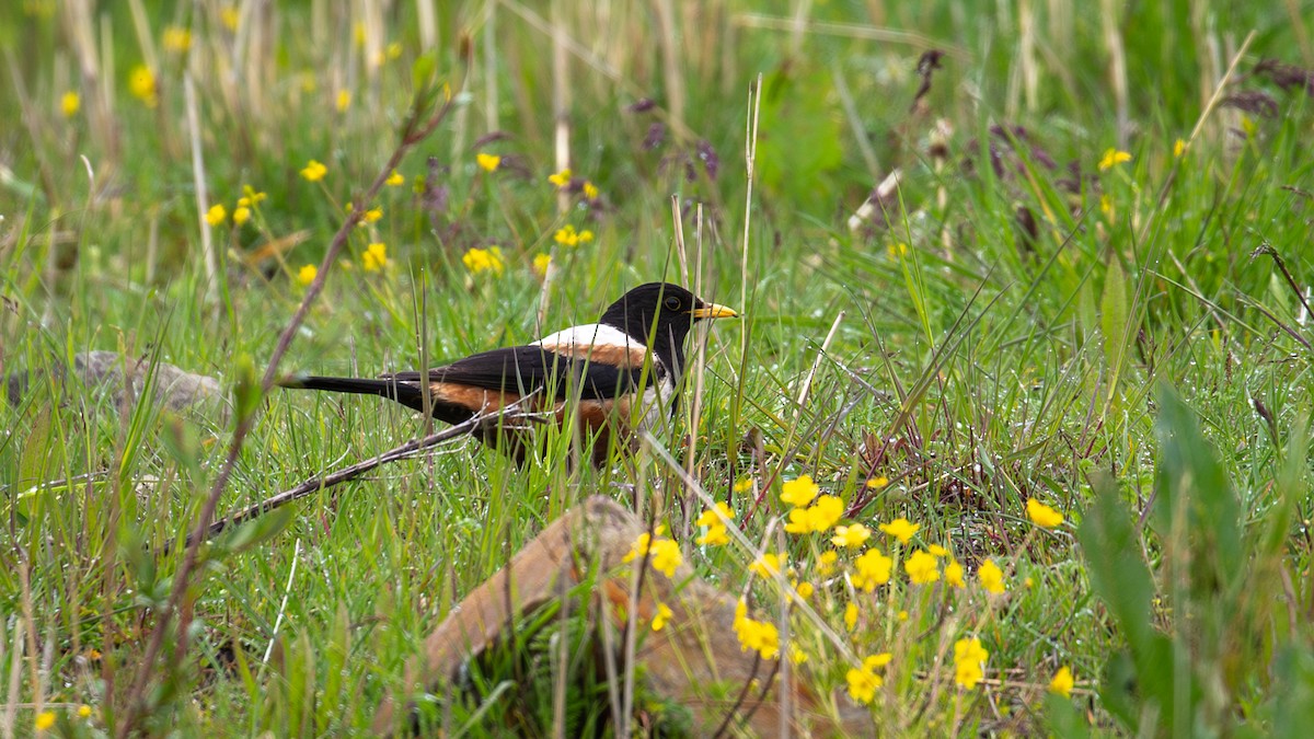 White-backed Thrush - ML622609934