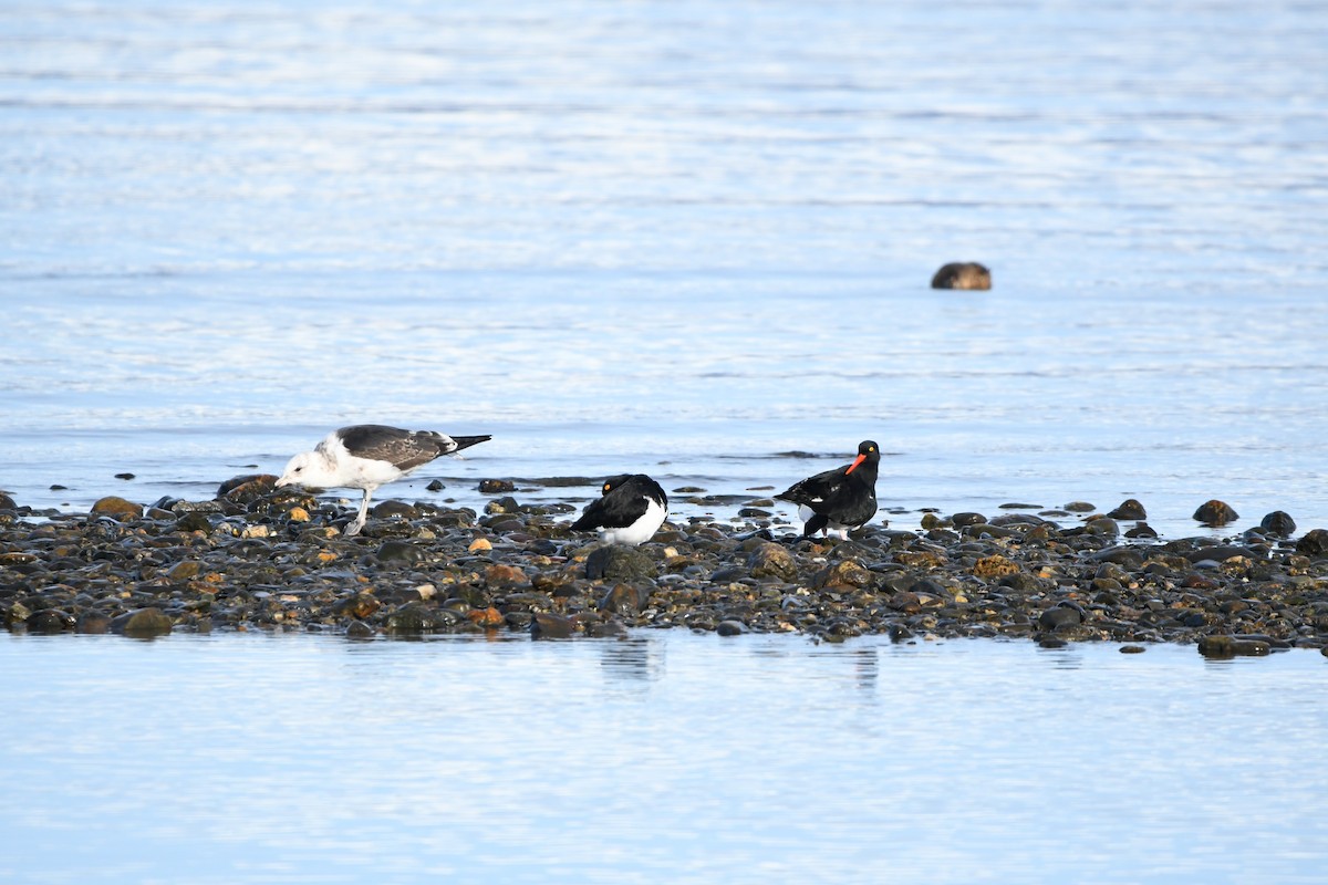 Magellanic Oystercatcher - ML622609972