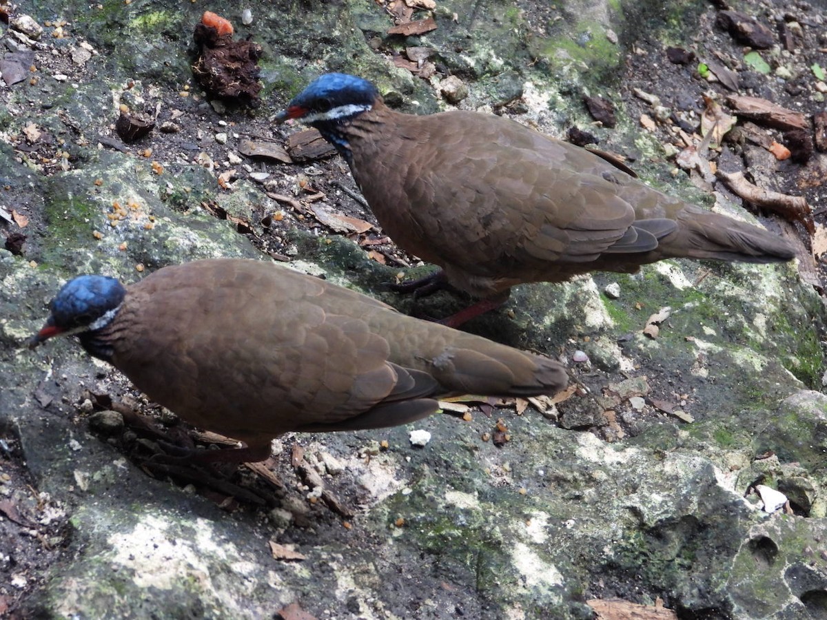 Blue-headed Quail-Dove - ML622609993