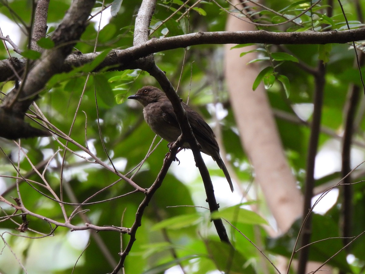 Red-eyed Bulbul - ML622610075