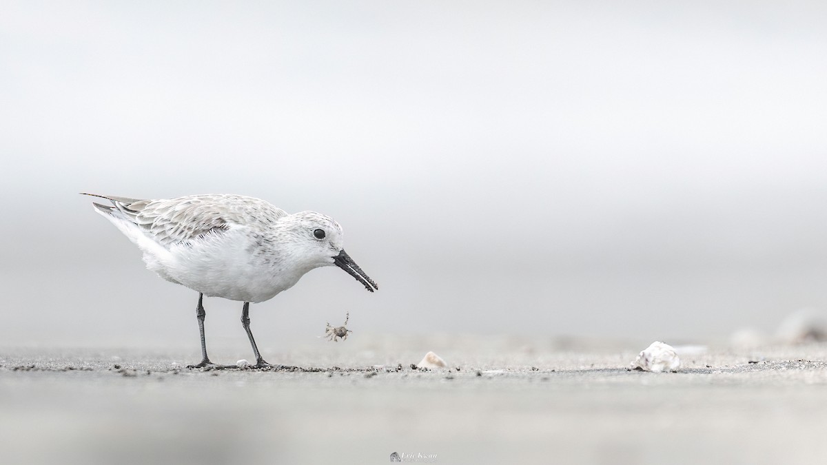 Sanderling - ML622610104