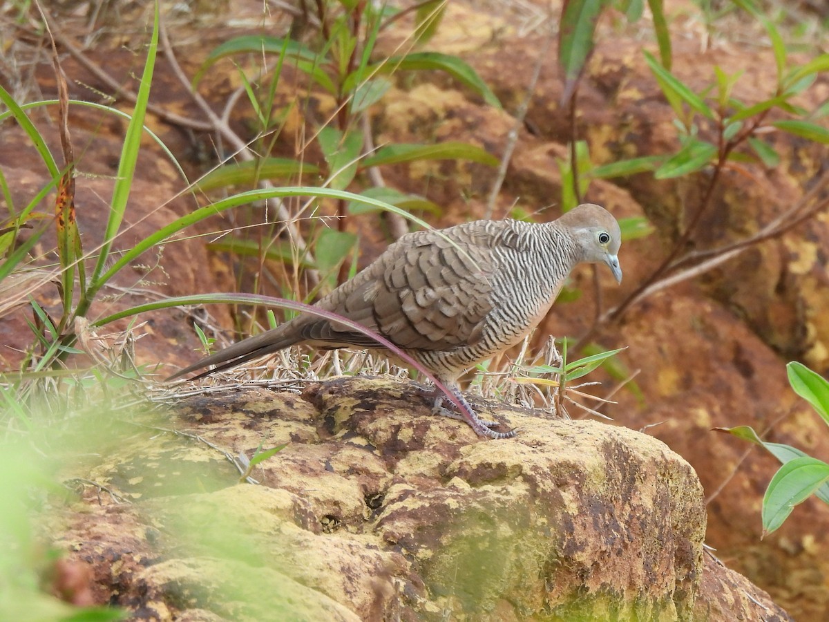 Zebra Dove - ML622610147