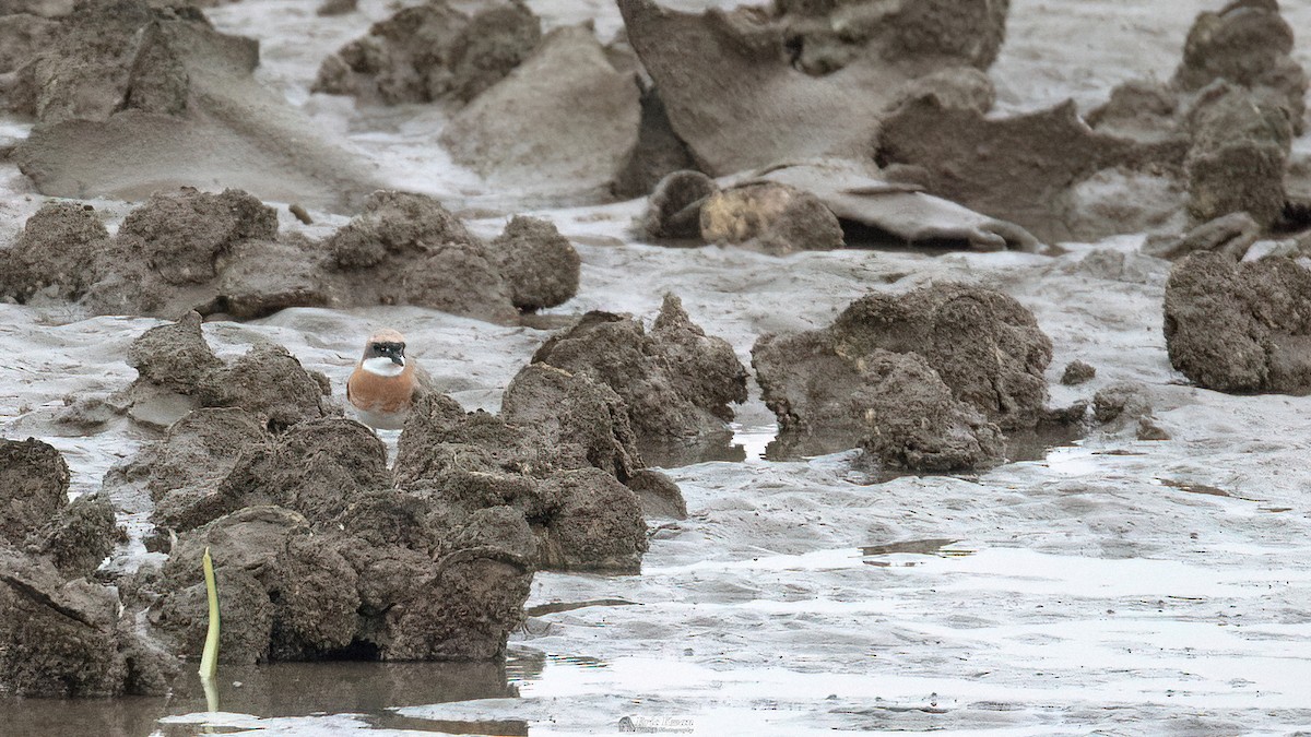 Tibetan Sand-Plover - ML622610160
